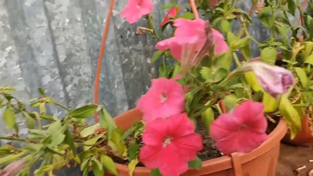 Как правильно собрать и сохранить семена цветов. смотреть онлайн