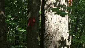 РАЗЫГРАЛИСЬ).Видео Татьяны Крестьянсковой