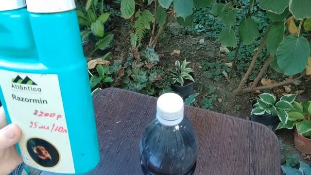 Уход за годовалыми саженцами гортензий смотреть онлайн