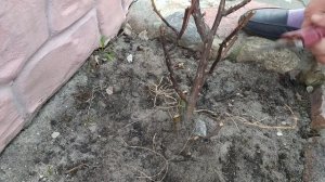 Как перезимовали штамбовые розы под укрытием нетканы?