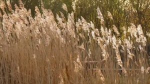 30 Minute Deep Sleep Music - Relaxing music, calming music, meditation music #sleepmusic #relax