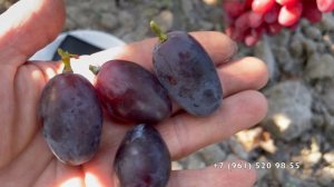 Виноград Рэмбо Калугина В.М. 26.08.25 год, Новороссийск.