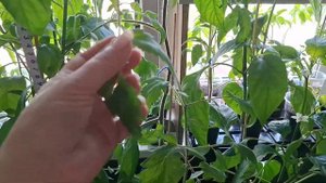 Обрезка перцев!!!!!Эксперимент,как перцы себя чуствуют?