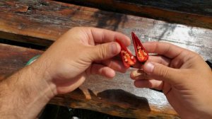 Сбор семян острого перца Jalapeno purple. Как собрать семена ?