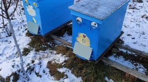 ЗИМОВКА ПЧЁЛ НА МЁДЕ ИЛИ НА СИРОПЕ ??? ЧТО ЛУЧШЕ , ЧТО ПО?