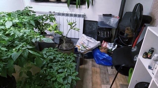 Выращивание острого перца шоколадный хабанеро 500к еди