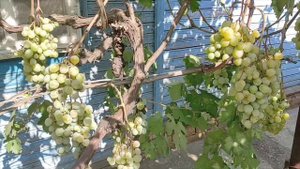 8-9 сентября 2025