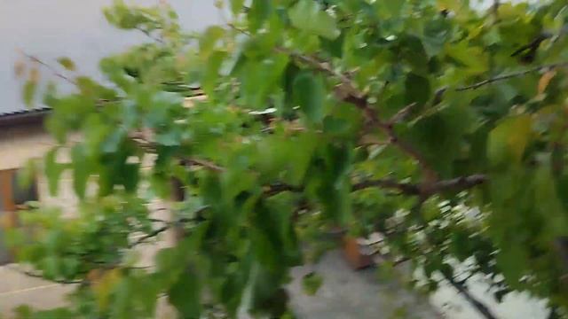 На дереве выросли абрикосы. смотреть онлайн