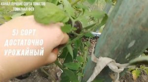 ТОМАТ БЛЮ ПИТТС самый честный отзыв  7 характеристик  т