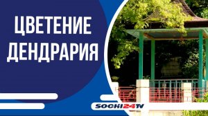 Начало сентября - лучшая пора, когда можно наблюдать цветение Сумаха Китайского