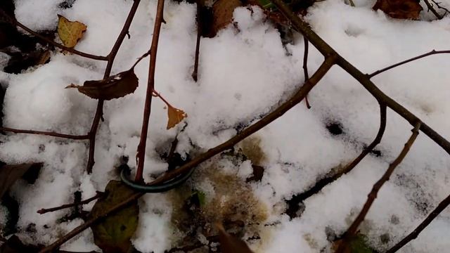 Прививка на корневую поросль. смотреть онлайн