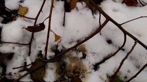 Прививка на корневую поросль.