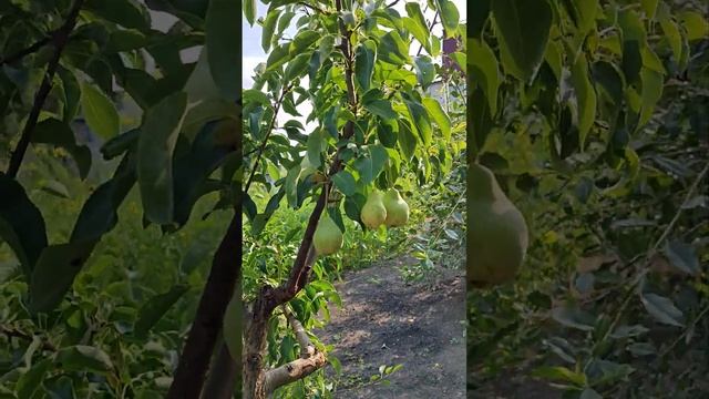 Уход от болезней и вредителей, подкормка и обрезка Гр? смотреть онлайн