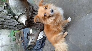 1000010946.mp4 Любимый Рэксик.Ему уже больше 8 лет.Инна Гетц.