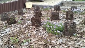 Розы в Сибири. 12.06.25.