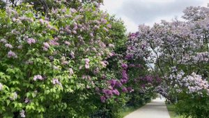 Сиреневый сад в Москве! 💜