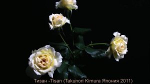 Как распускается роза Тизан -Tisan (Takunori Kimura Япония 2011)