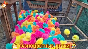 Цыплята и утята милые пушистики растут на радость хозяину (82)