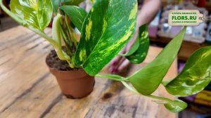 Эпипремнум Ауреум. Обзор сорта. Самый обычный и неприх