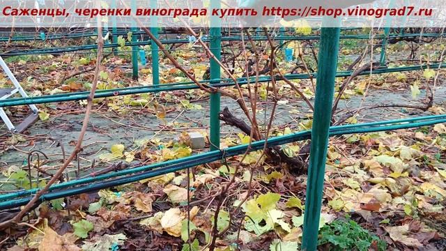 Обрезка куста винограда в первый год после посадки, об смотреть онлайн