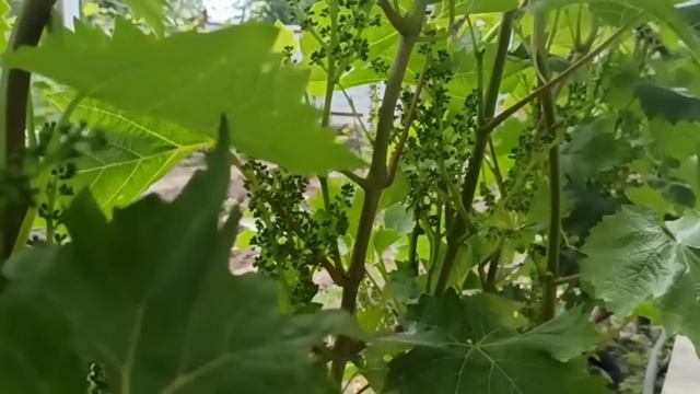 Обработка винограда перед цветением: защита от вредит смотреть онлайн