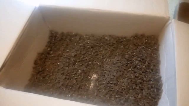 Пчелиный подмор: ценность и возможности, о которых вы ? смотреть онлайн