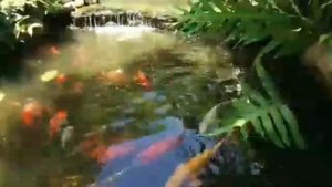 Расслабляющие звуки воды со спокойным пением птиц, звуки природы
