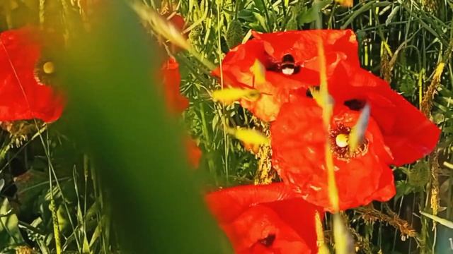 Как Шмель Собирает Нектар с Полевых Маков | Живой Звук смотреть онлайн