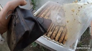 Расплод и мало мёда . Трудности сборки гнезда в зиму.