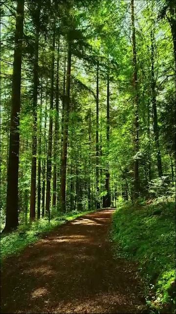 Лесная дорожка