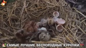Цыплята и Курочки селяночки лучшие беспородные несушки 🥚 (293)