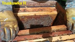 #Пчёлы.  Можна ли выкачать у пчёл весь мёд? Будет больше