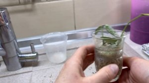 КАК БЫСТРО УКОРЕНИТЬ ✅️ ЧЕРЕНОК ХОЙИ