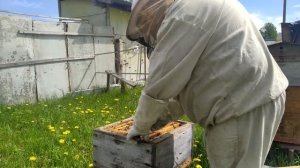 Пчеловодство с нуля - Делаю отводок от роевой семьи бе?