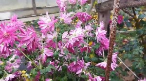 ОСЕННИЙ САД, ПОСЛЕДНИЕ ОСЕННИЕ ЦВЕТЫ