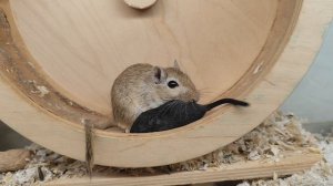 Монгольские песчанки. Пора домой