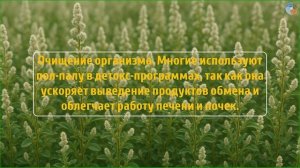 ПОЛ-ПАЛА — натуральное ОЧИЩЕНИЕ ПОЧЕК или просто трав