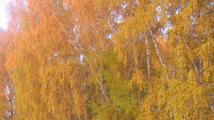 Все краски грибной осени