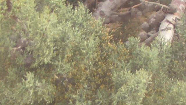 ЕЛКА, ШИШКИ КРЫМ - ЕВПАТОРИЯ. смотреть онлайн