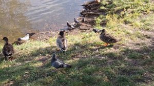 парк победы