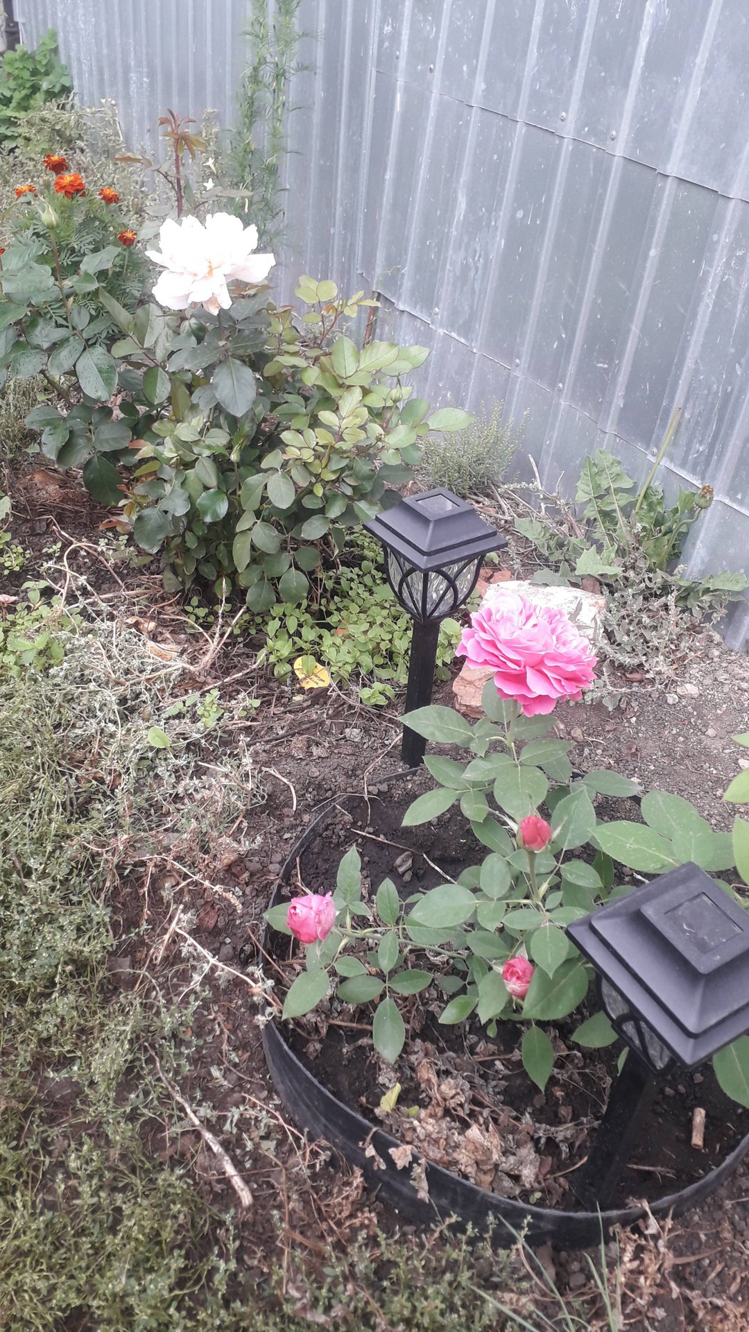 Розы 2025 года. Старинная бурбонская роза Поль Нейрон чайно-гибридная роза Александр Пушкин.