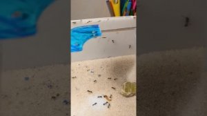 мои муравьи жнецы против личинки жука знахаря