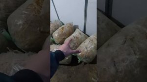 СУБСТРАТ ДЛЯ ВЕШЕНКИ В ДОМАШНИХ УСЛОВИЯХ. СДЕЛАЕТ КАЖ?