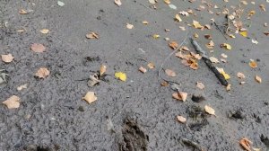 Очистка пруда.Ил,водоросли.Земснаряд.Botsman M.Ряска.Земл?