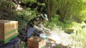 Заселил автоулей роем - сезон 2025 май. Пчеловодство - Ге?