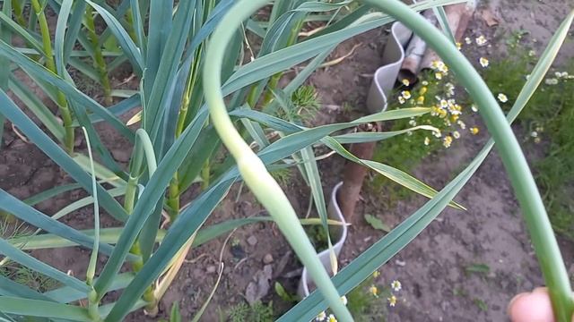 Пришло время обрывать стрелки у чеснока. Зачем это нуж смотреть онлайн