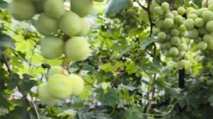 БЛОНДИН виноград - НОВИНКА селекции Калугина с очень к