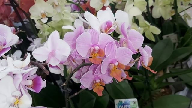 Мама скупила всю УЦЕНКУ в LETTO😱 Много сортовых орхидей смотреть онлайн