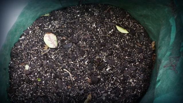 Как вырастить картофель в сумке - Руководство по испол смотреть онлайн