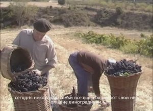 Изготовление домашнего вина по старинным технологиям в Испании 🍷